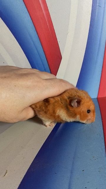 Очень сложно снимать хомяков на видео и фото #сирийский_хомяк