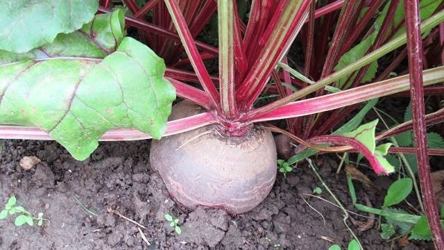 Как не пропустить срок уборки свеклы: 3 очевидных признака