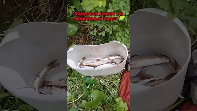 Я сломал торбу. Ох рыбалочка рыбалка.