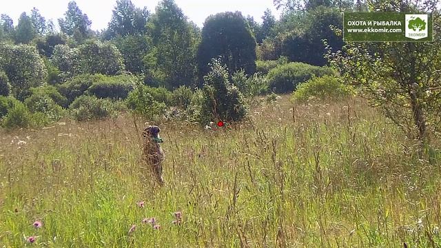 Продолжаем серию сезонной охоты на птицу. Охота на тетерева с легавыми.