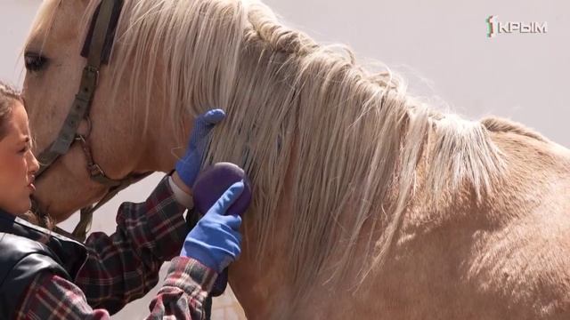 PROбуй. Профессии. Коневод. Выпуск 60