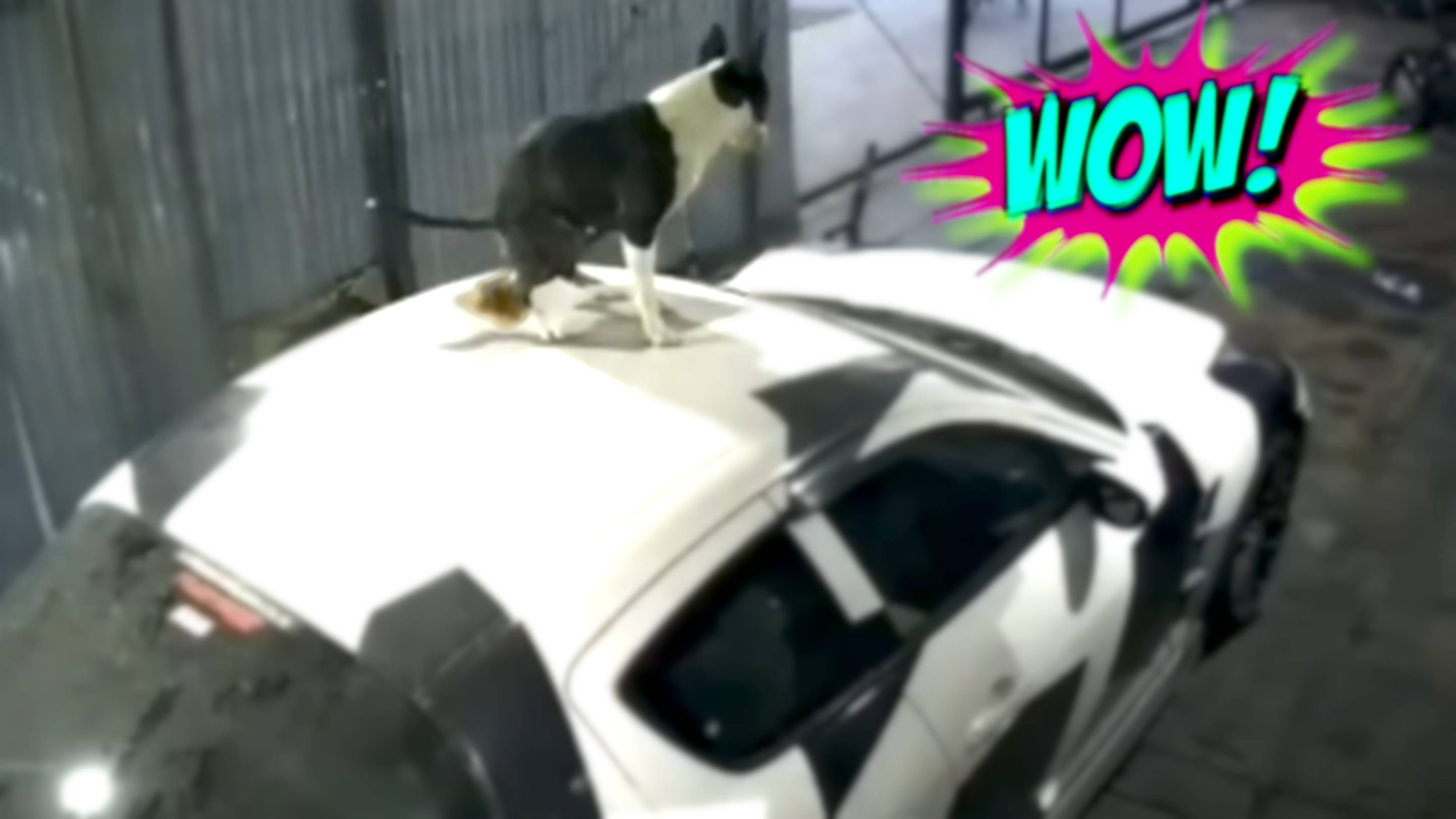 ПРИКОЛЫ НА КАЖДЫЙ ДЕНЬ: СМЕШНЫЕ ВИДЕО ДЛЯ ПОДНЯТИЯ НАСТРОЕНИЯ