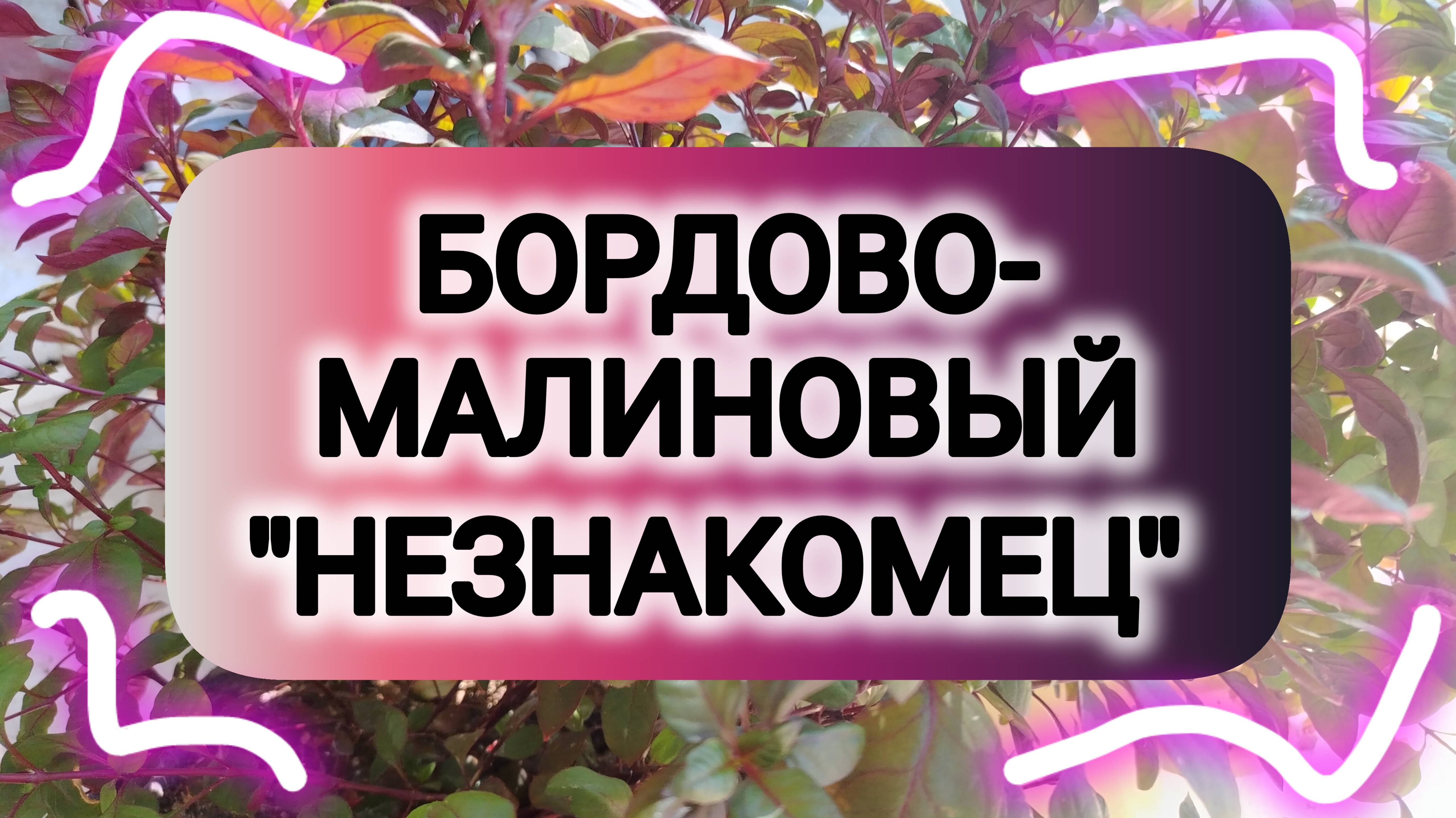 БОРДОВО-МАЛИНОВЫЙ "НЕЗНАКОМЕЦ"