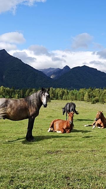 Лошади и горы...Идеально
