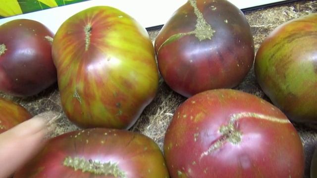 Томаты - новинки 2025 года. Томат Блаженство Софии Сааковой. Обзор сорта и дегустация.