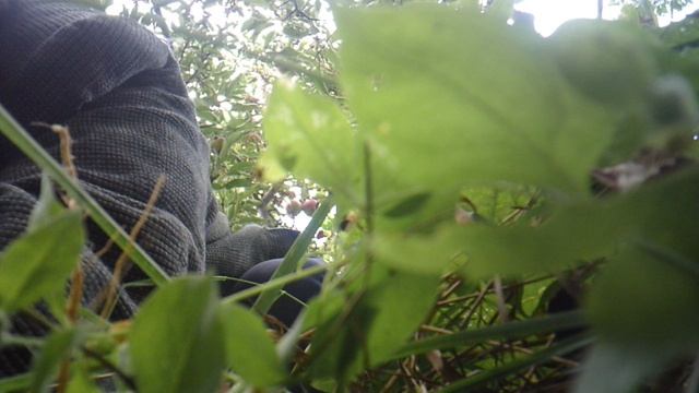 Фрагмент прополки сада вручную