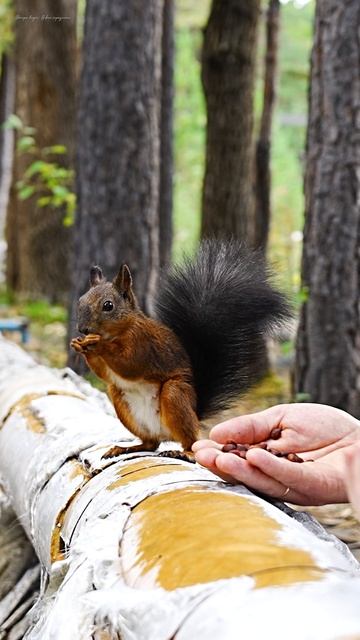 Белочке, попавшей в объектив, интересны исключительно кедровые орешки