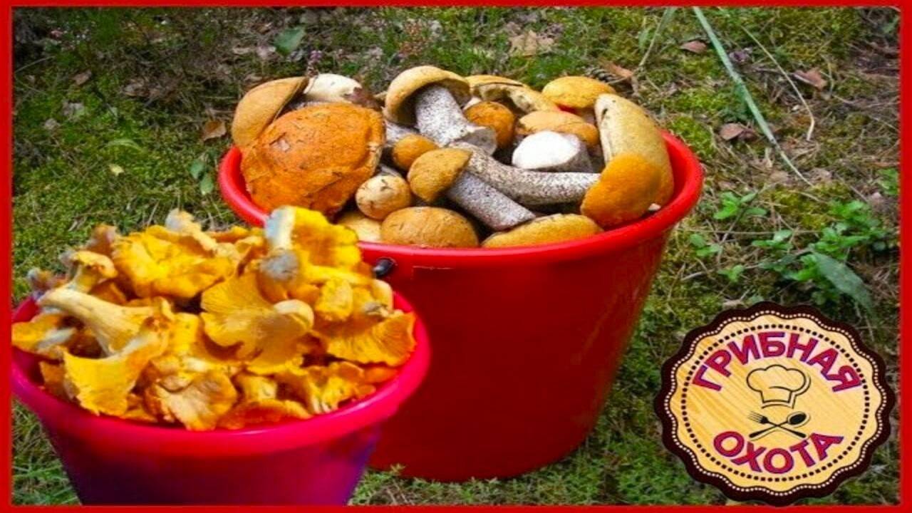 ОХ УЖ ЭТИ ГРИБОЧКИ --Грибная охота продолжается