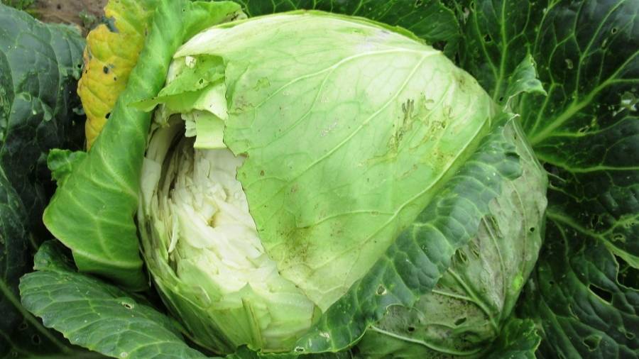Почему в сентябре капуста начинает трескаться и как этого избежать