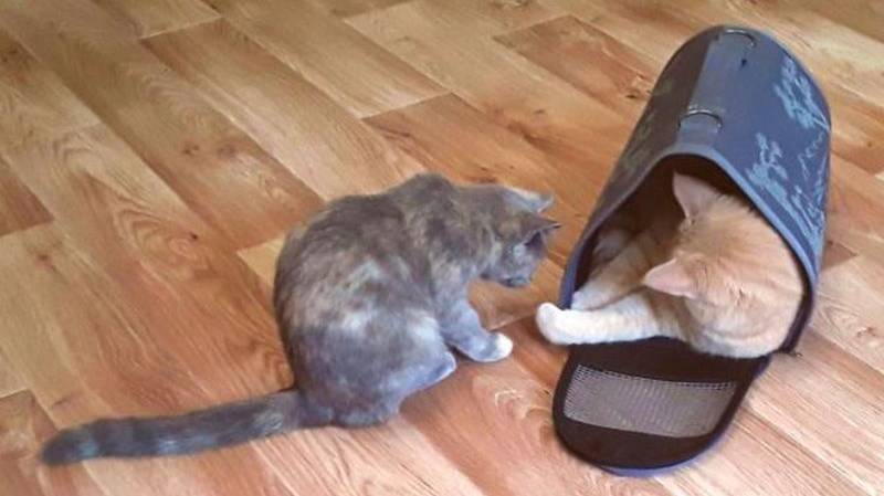 Это МОЯ переноска!