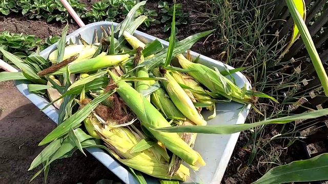 Урожай кукурузы