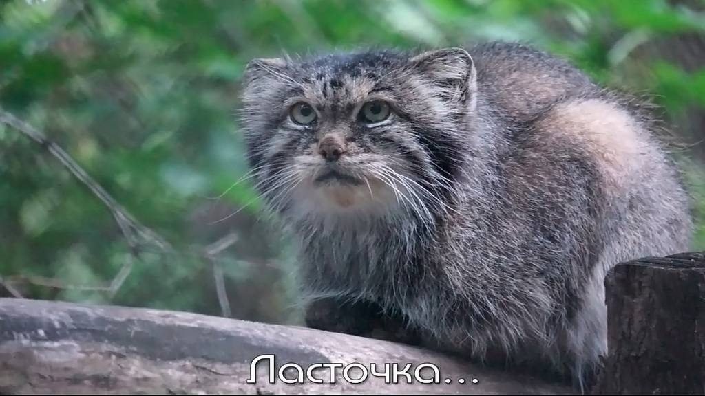 На аллее манулов ранним утром взрослые кошки почти проснулись, а малышам трудно открыть глаза.