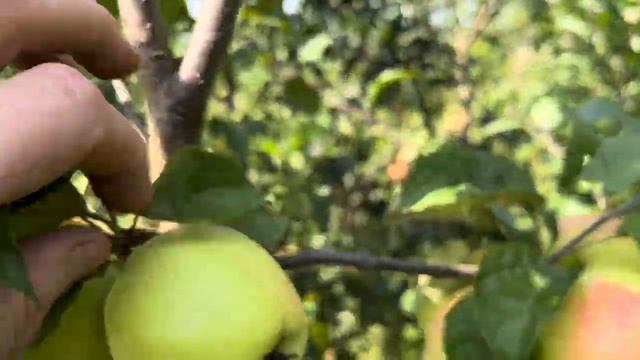 Яблоня "Принцесса" Таги Дианы" в питомнике у Галины Лотенковой