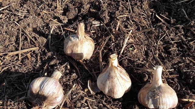 ЧЕСНОК. Готовим грядку.  Волшебное трио + Фацелия.