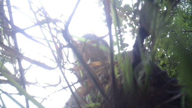 Осенняя прополка сада