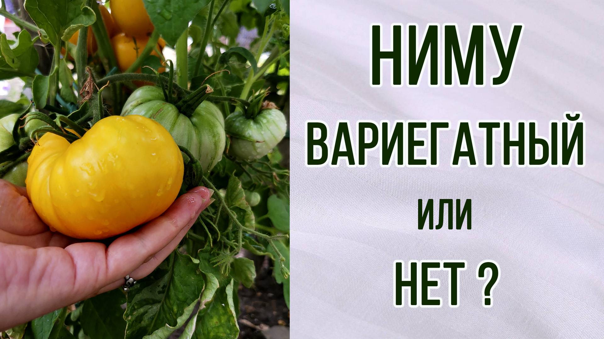 Томатный гном "Ниму".  Всё же с  вариегатной листвой или нет?