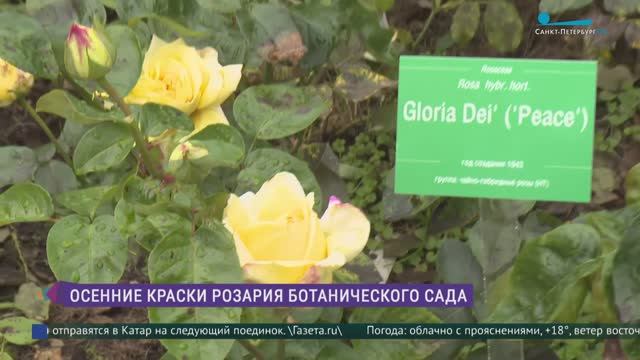 Вторая волна цветения роз в Ботаническом саду Петра Великого