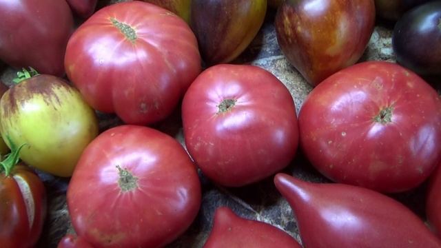 Томаты - новинки 2025 года. Томатный Гном Розовая Ливия - розовые крупные БИФ томаты.