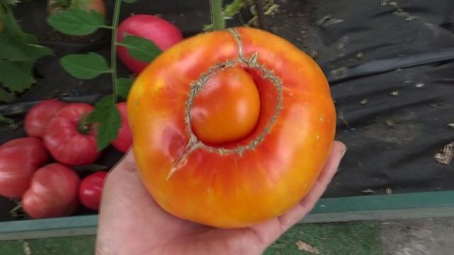 Обзор теплицы с томатами 4 сентября 2025 года.