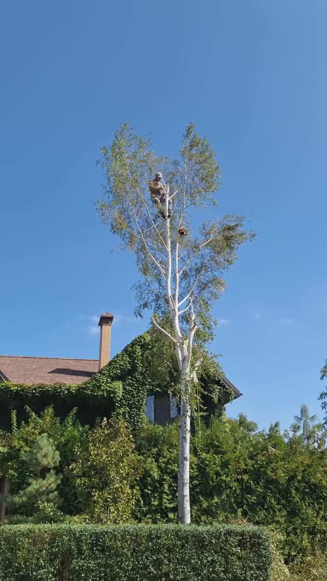 Спилили нашу березку 😢