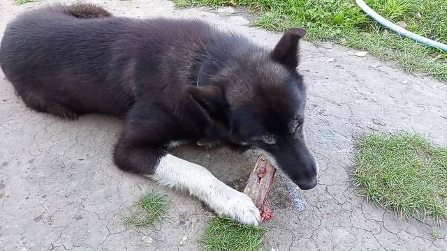 Канадский волк - гибрид ест дичь