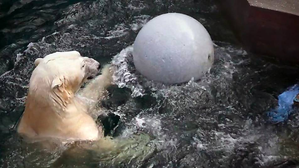 Белый медведь Кай наслаждается купанием в прохладной воде, играя одновременно со всеми игрушками.