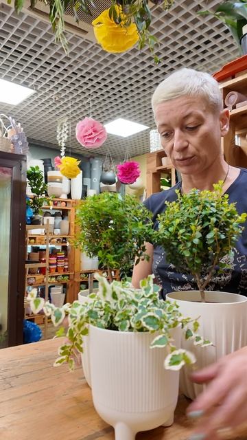 Подборка: горшки и комнатные растения. Как выбрать горшок для растения.