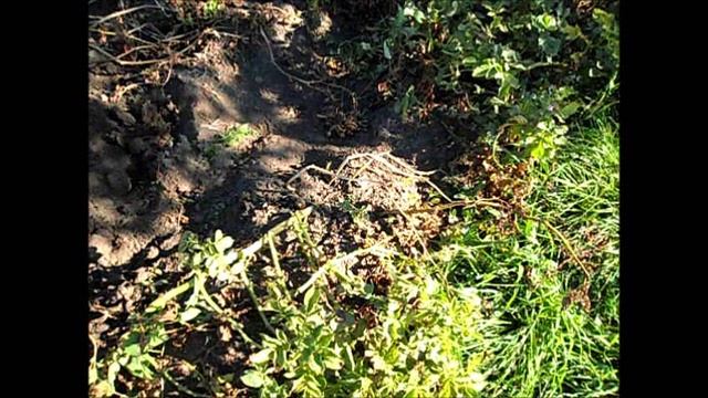 О семенном картофеле