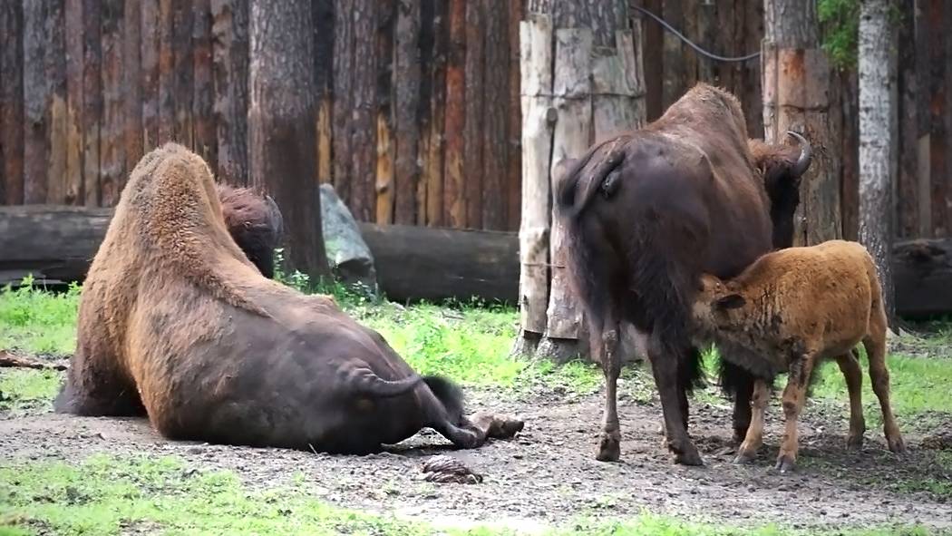 Большое семейство бизонов, где огромный и мощный самец и самка с детенышем.