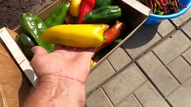 Перцы на моем огороде убраны