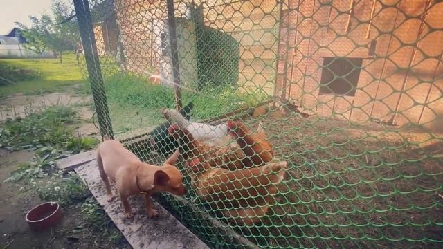 Деревенский день. Музыка от души @anna_i_zueva