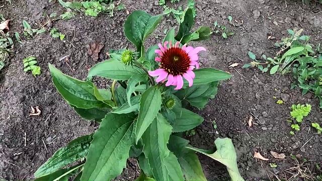 Эхинацея из семян начала цвести