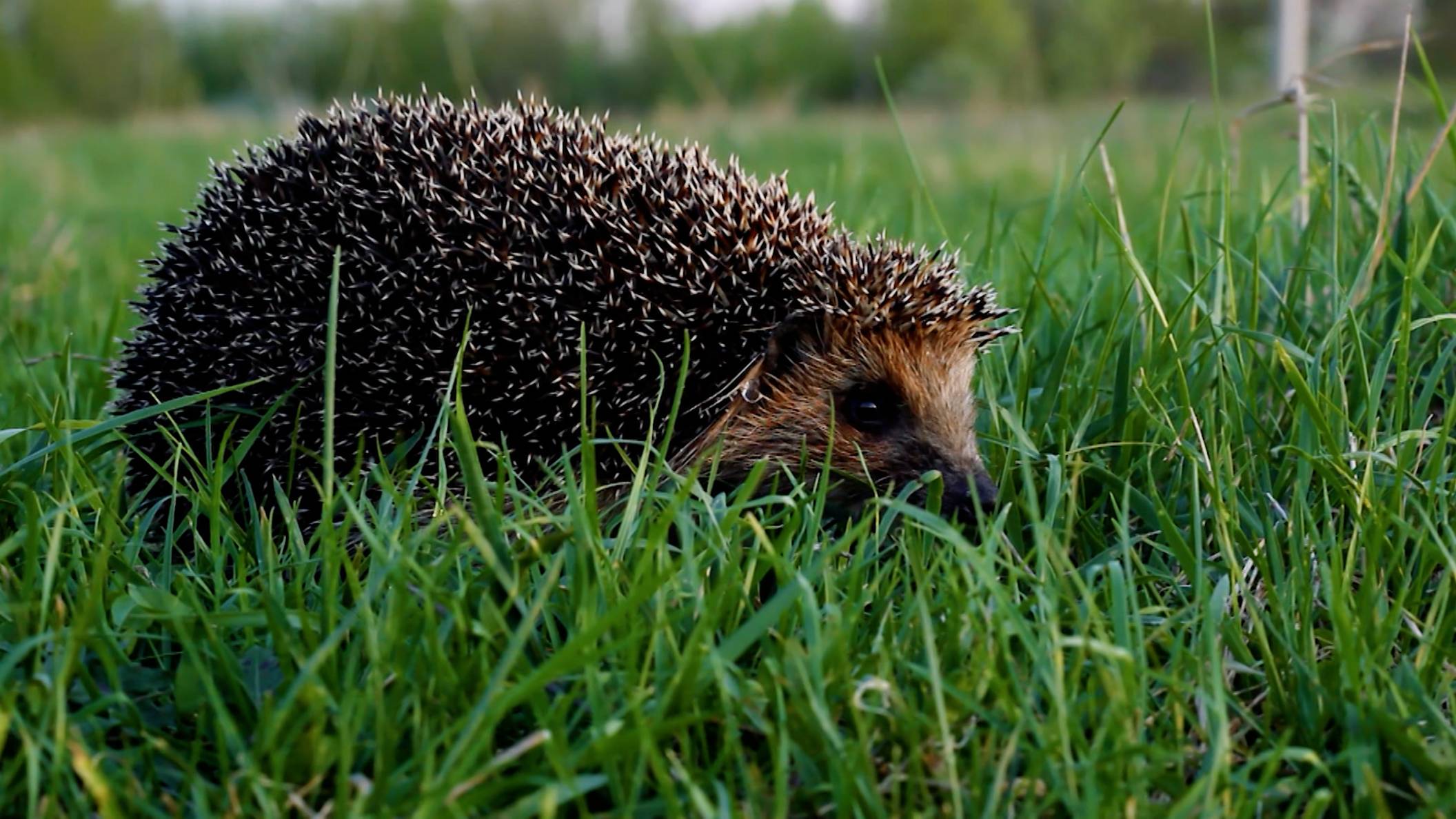 Дикие выходные с Павлом Глазковым. 6 сентября