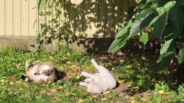Под осенним солнцем. Cats under the autumn sun