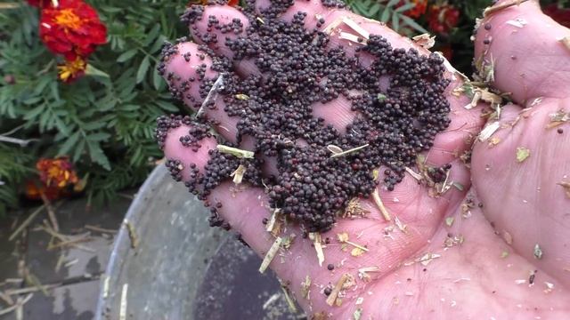 Извлекаю семена брюквы