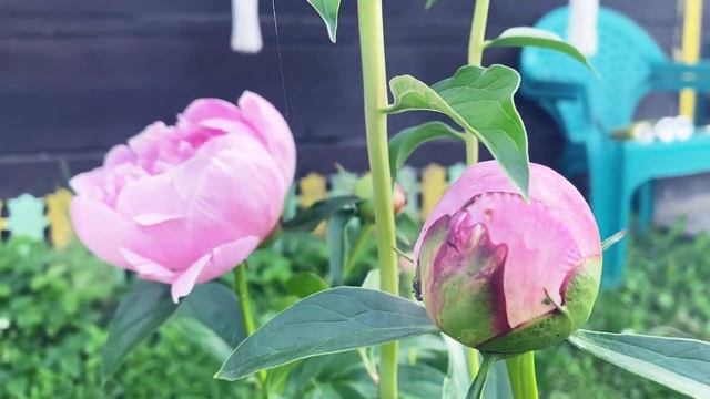 Лёгкая летняя мелодия от души. Пионы @anna_i_zueva