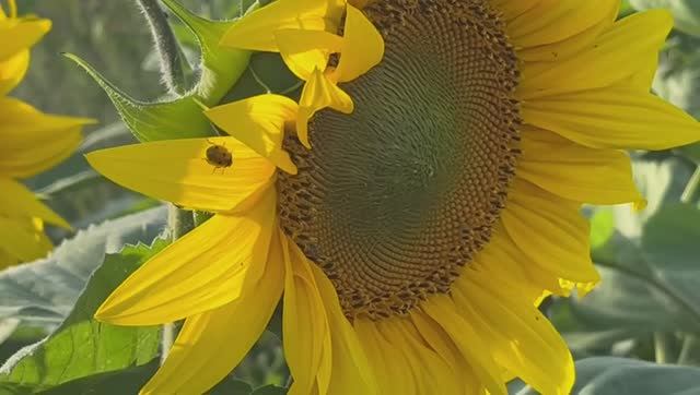 🌻🌻🌻Подсолнухи 🌻🌻🌻