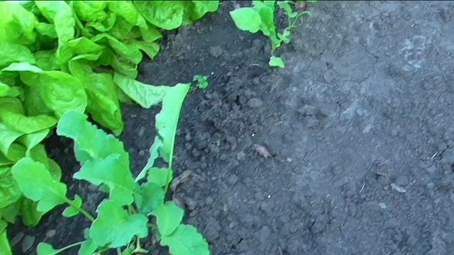 Редис УЛЬТРА