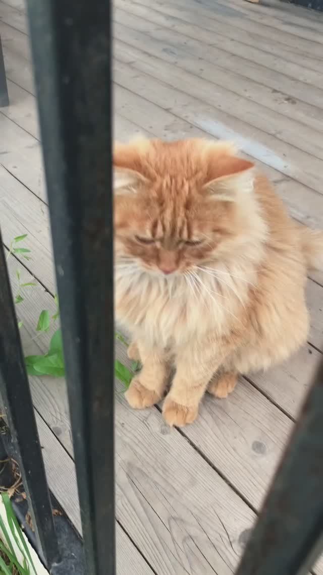 Альфушка в вольере 🙀 ❓