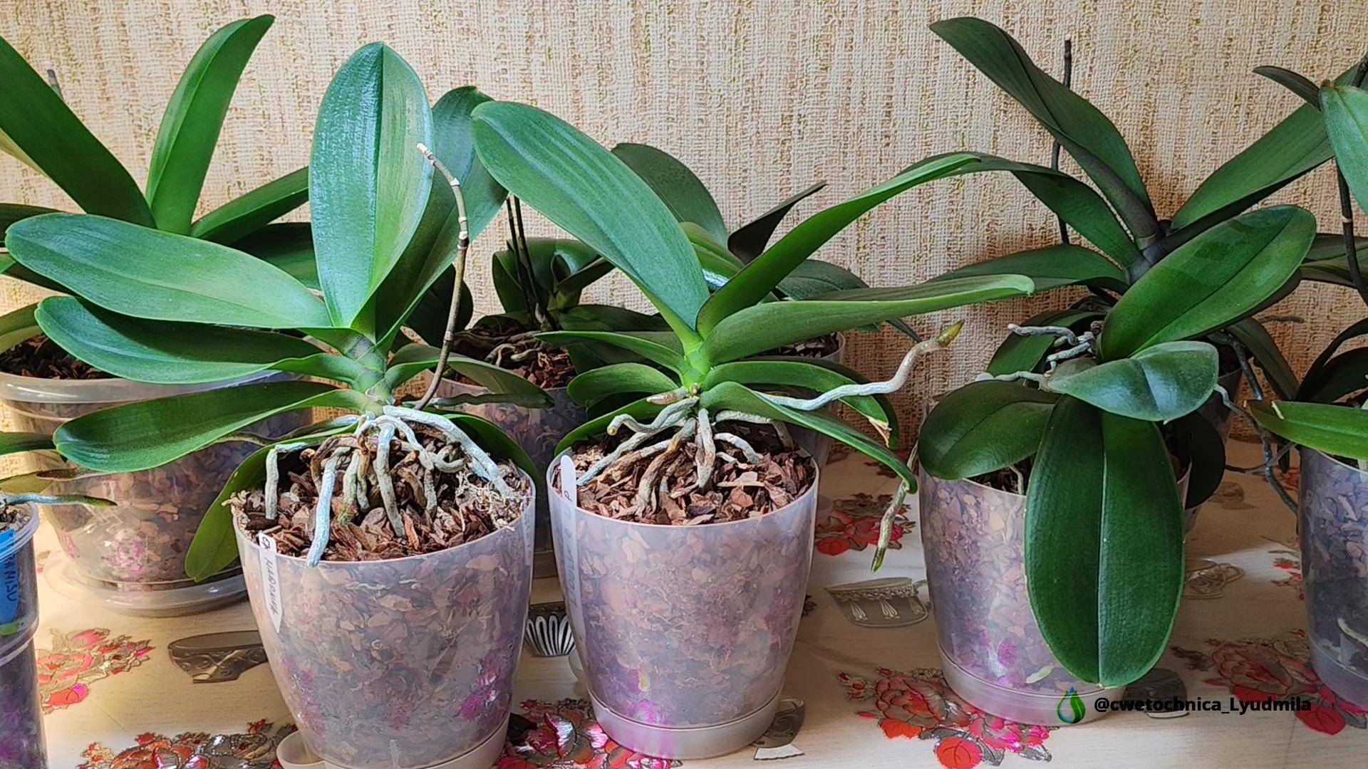 Адаптация фаленопсисов после пересадок