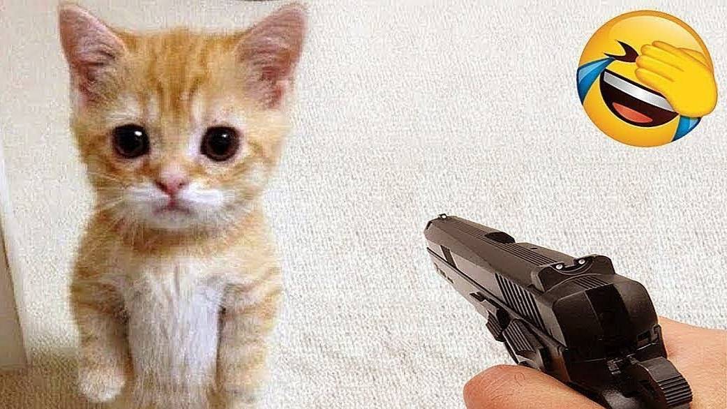 Приколы  ДО СЛЕЗ с_котами и кошками!_Смешные_коты!_Самые_смешные_животные!