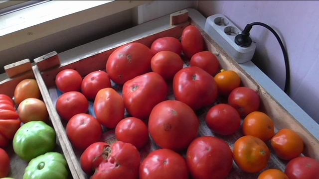 Помидоры отлично доспевают дома