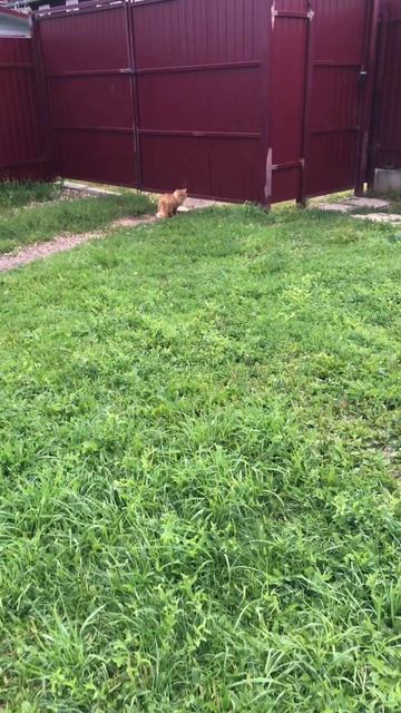 Альфушка подражает Ричику 👍