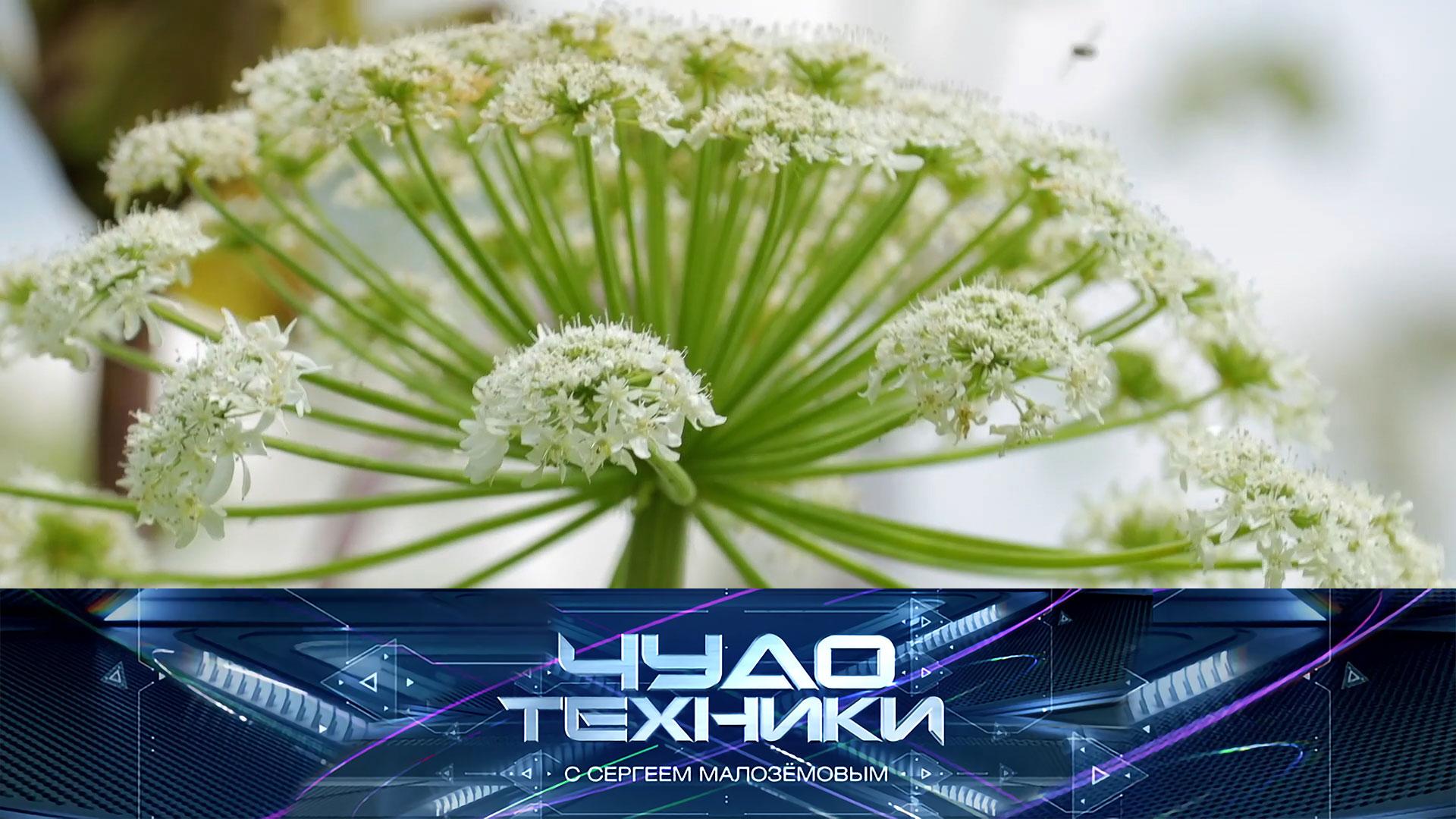 Борьба с борщевиком, все о грузовелах и тест универсального пароочистителя | «Чудо техники»