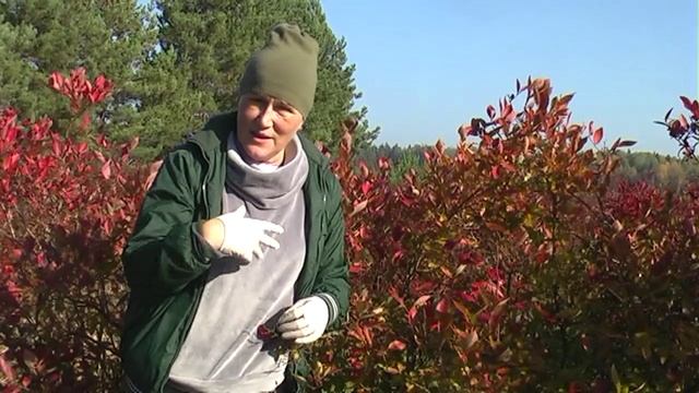 Как правильно подготовить голубику к зиме