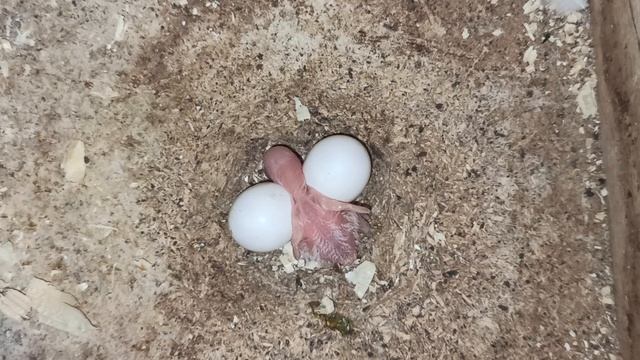 #новорожденный_птенец_ВВП_Чехи_попугаи 08/09/25 птенец от Алисы и Кирюши