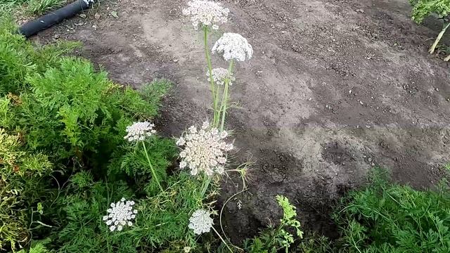 Морковь зацвела