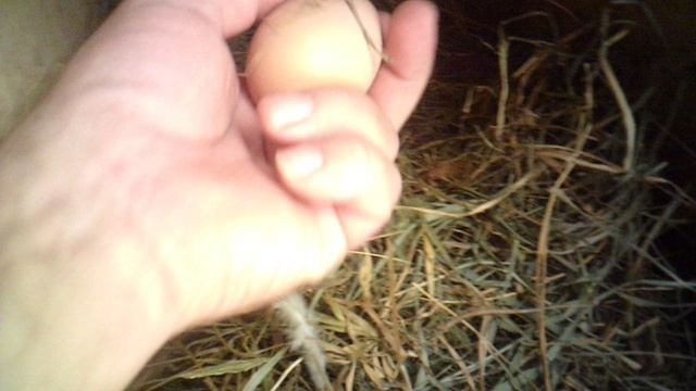 Обзор куриного урожая 8 сентября 2025