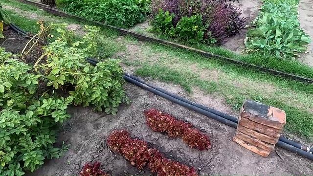 Шпинат и салат 9 сентября