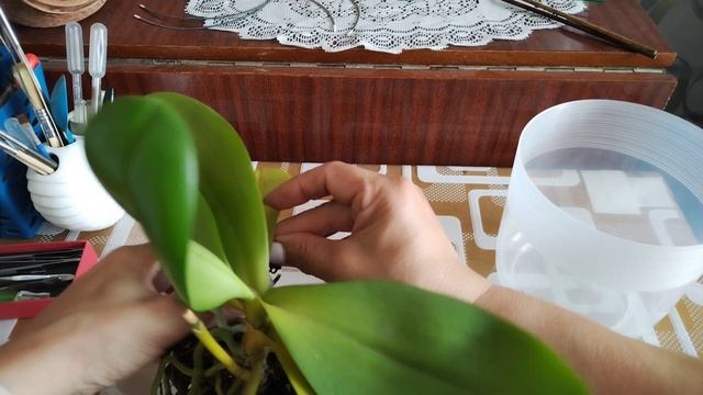 Орхидея безымяшка, пересадочка 😅